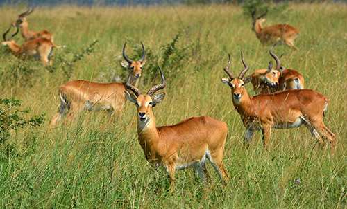 ANTELOPES